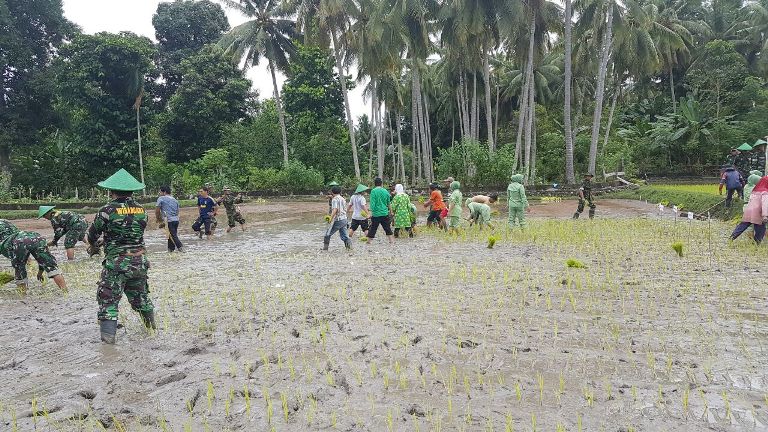 Penanaman padi organik di Majene