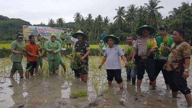 Kodim dan Petani saat tanam padi organik
